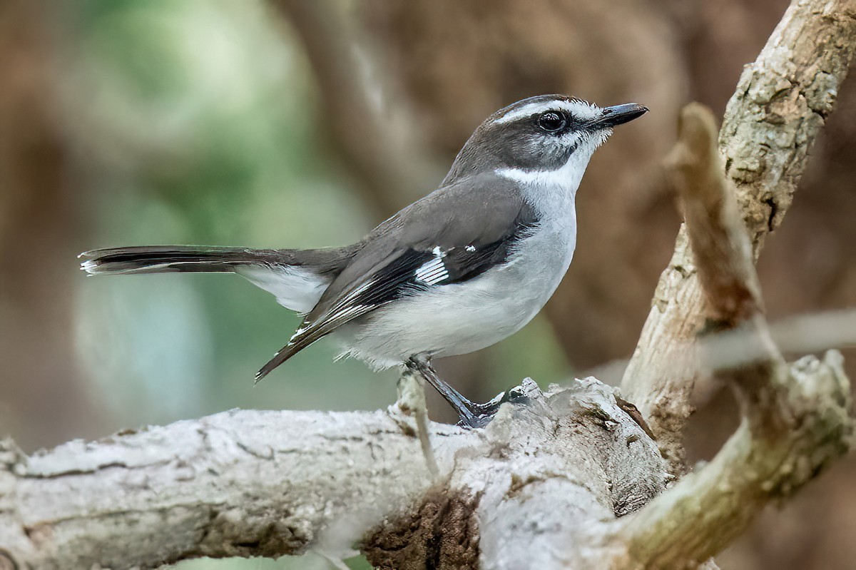 White-browed Robin - ML614129869