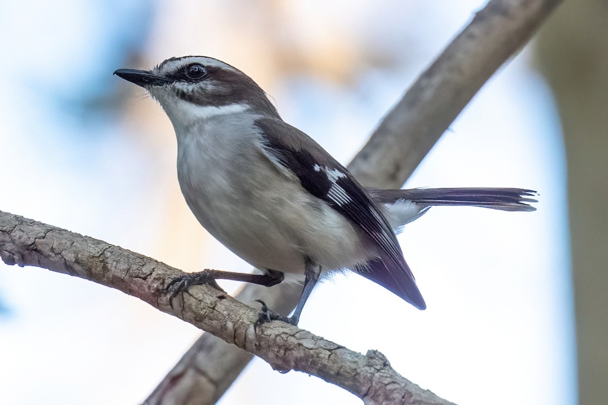 White-browed Robin - ML614129882