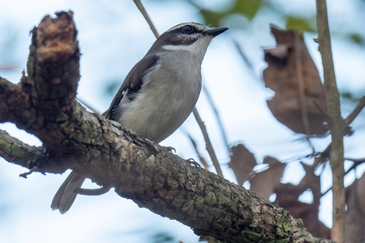 White-browed Robin - ML614129890