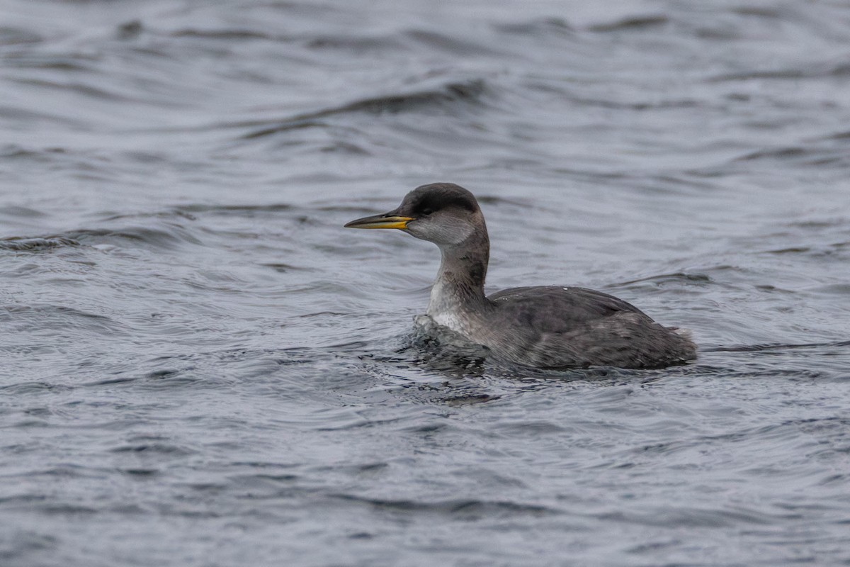 Red-necked Grebe - ML614129912
