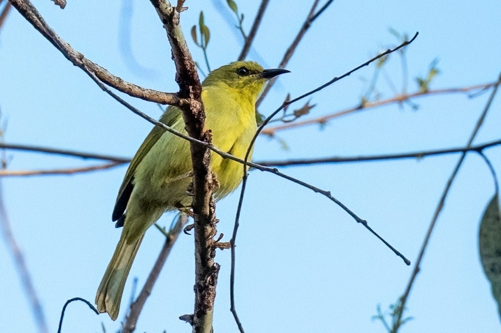 Yellow Honeyeater - ML614130053