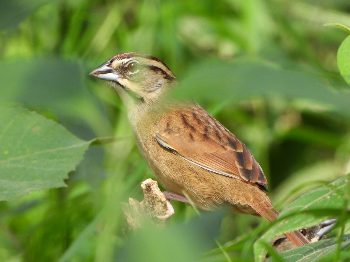 Rusty Sparrow - ML614130074