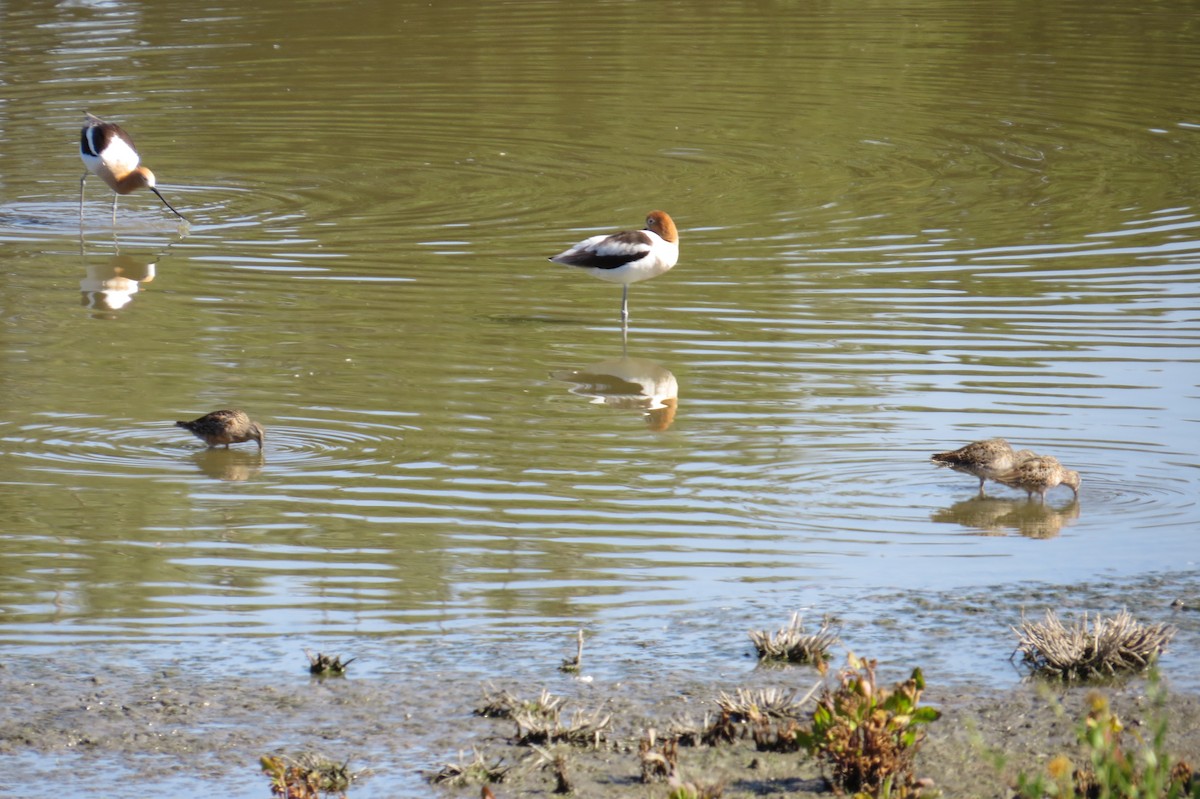 Short-billed/Long-billed Dowitcher - ML614130210