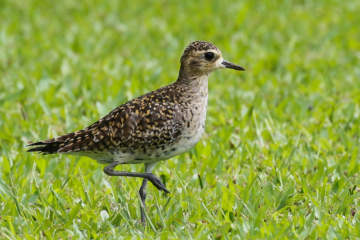 Pacific Golden-Plover - ML614130215