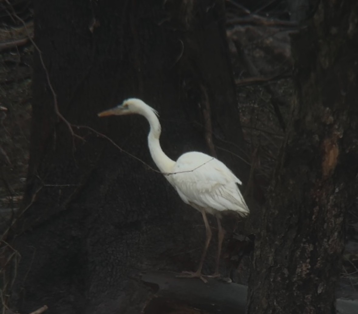 Great Blue Heron (Great White) - ML614130379