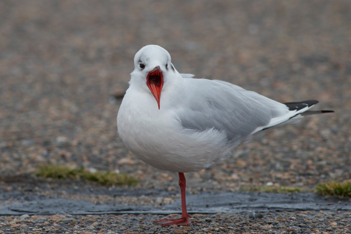 Black-headed Gull - Nathan Dubrow