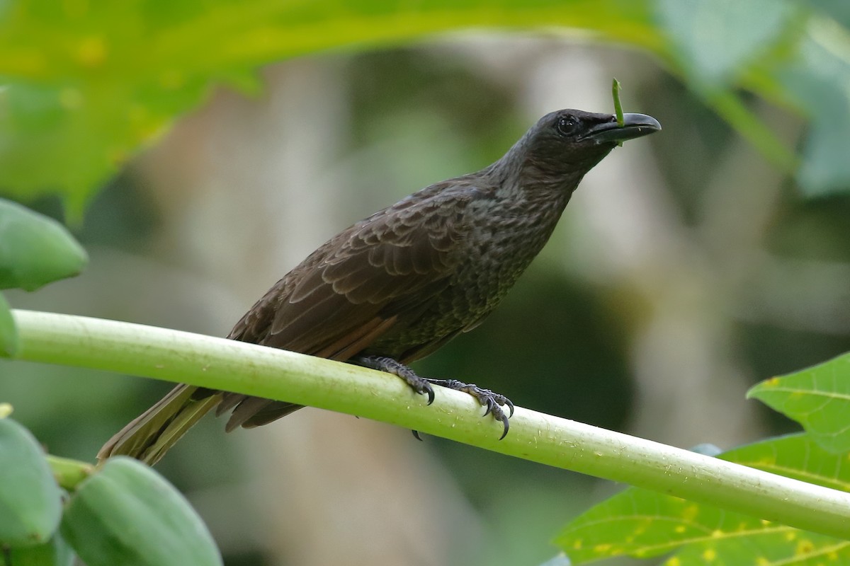 Samoan Starling - ML614130431