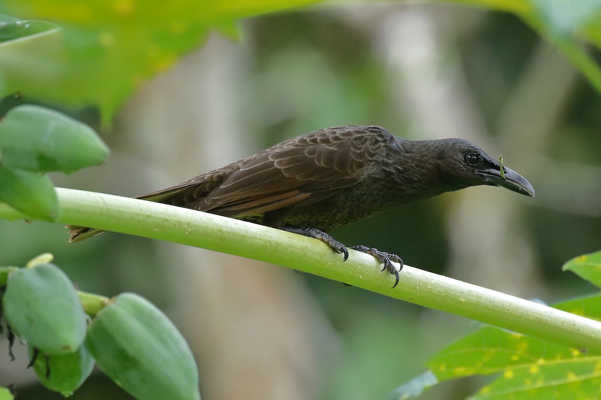 Samoan Starling - ML614130432