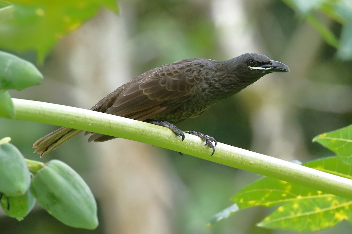 Samoan Starling - ML614130433