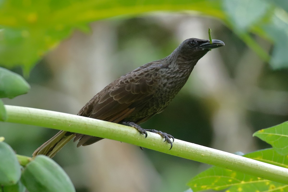 Samoan Starling - ML614130435