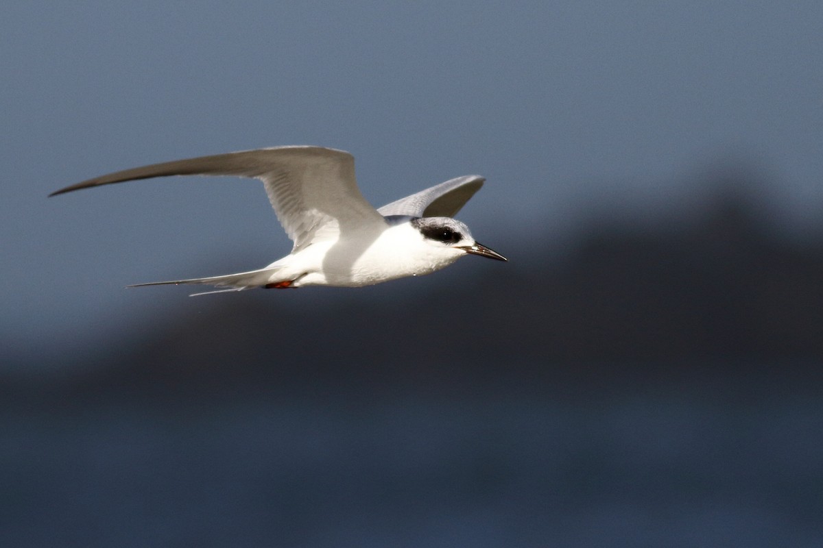 Forster's Tern - Richard Stanton