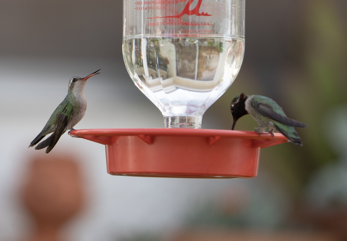 Broad-billed Hummingbird - ML614130495