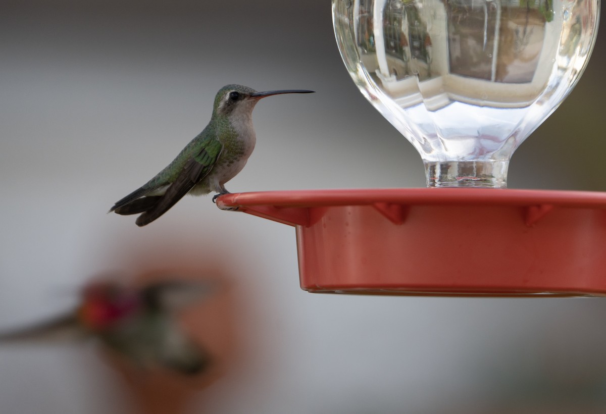 Broad-billed Hummingbird - ML614130497