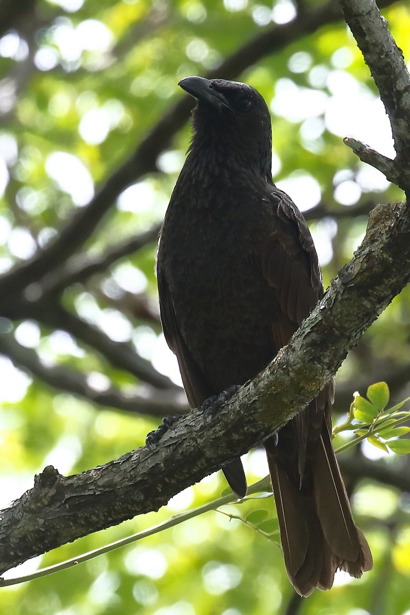 Samoan Starling - ML614130546