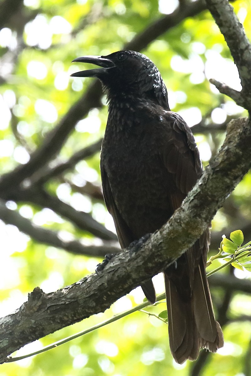 Samoan Starling - ML614130547