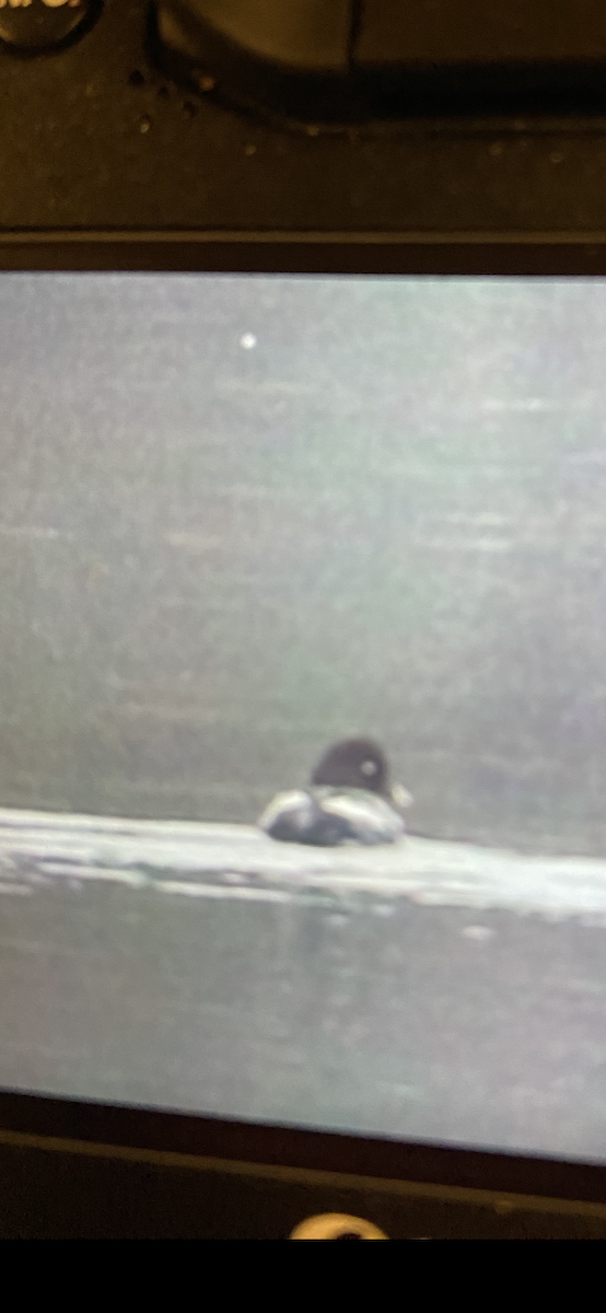 Barrow's Goldeneye - ML614130555