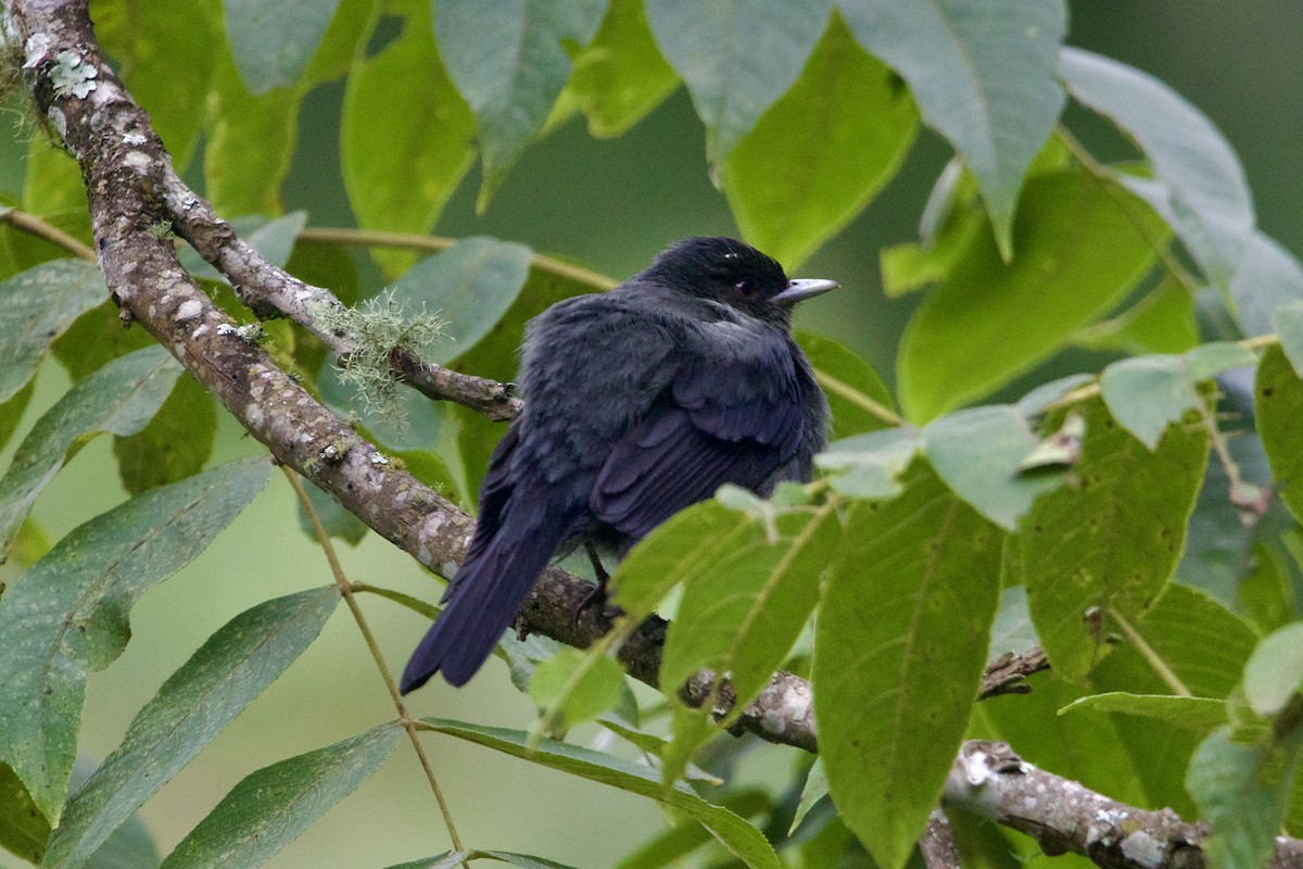 Plumbeous Black-Tyrant - ML614130588