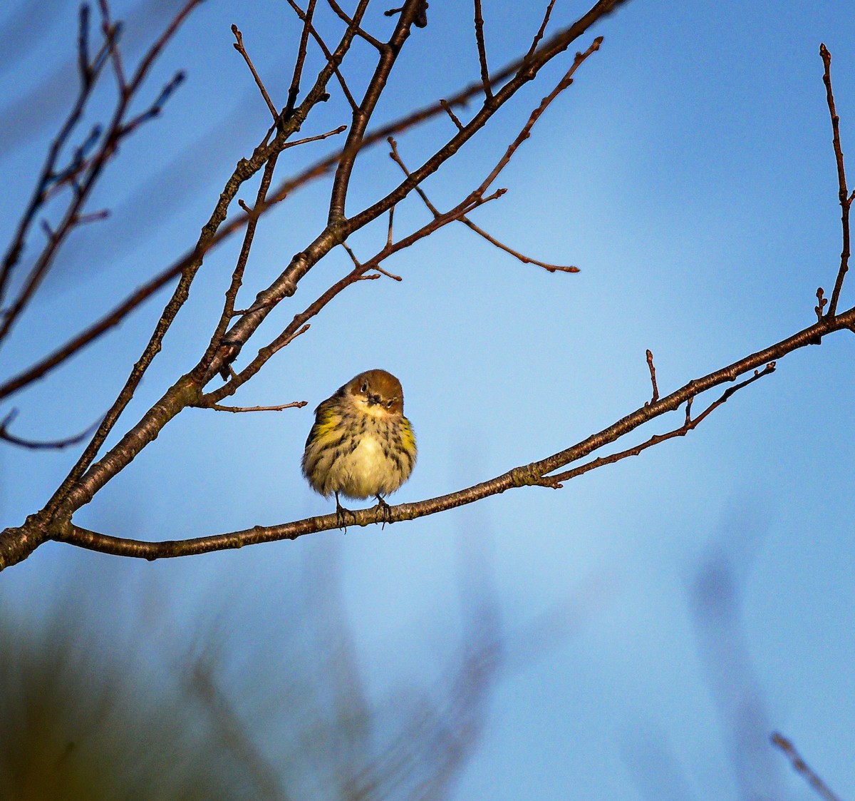 Yellow-rumped Warbler - ML614130636