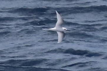 White Tern - ML614130648