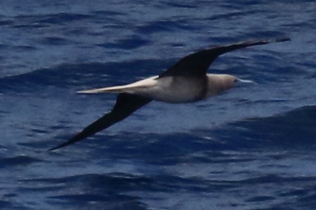 Red-footed Booby - ML614130653