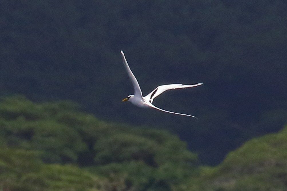 White-tailed Tropicbird (Pacific) - ML614130664