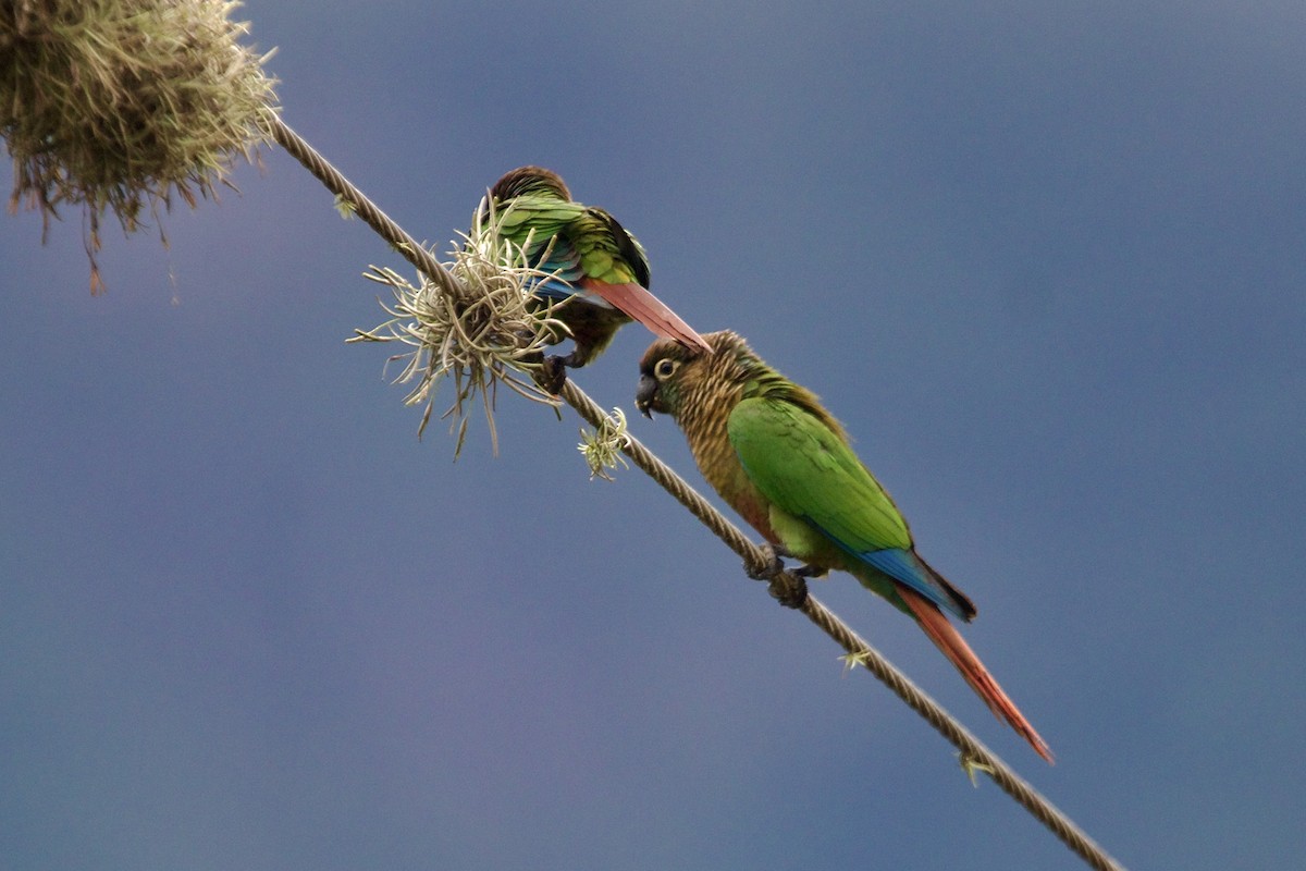 Conure de Molina - ML614130704