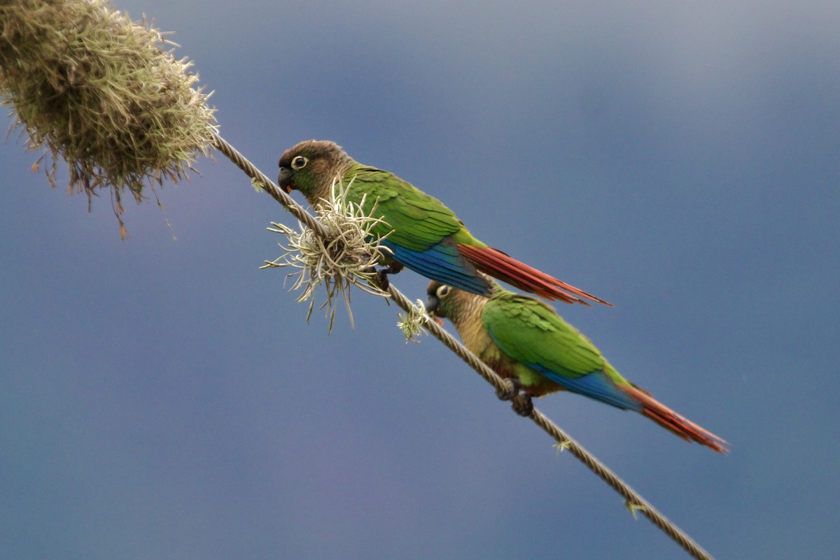 Green-cheeked Parakeet - Dimitris Salas