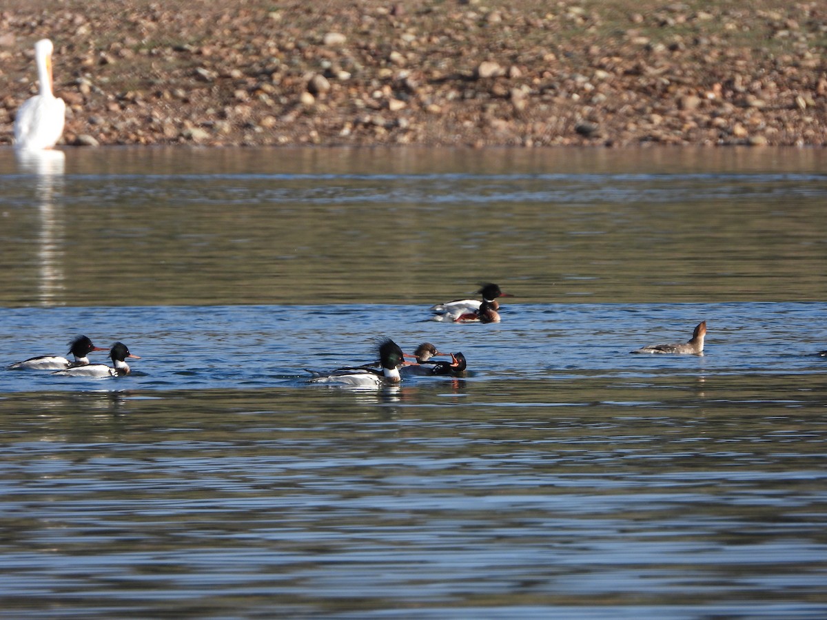 Red-breasted Merganser - ML614130710