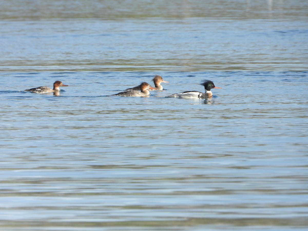 Red-breasted Merganser - ML614130711