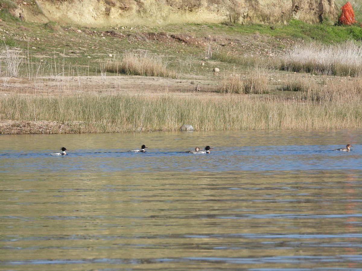 Red-breasted Merganser - ML614130713