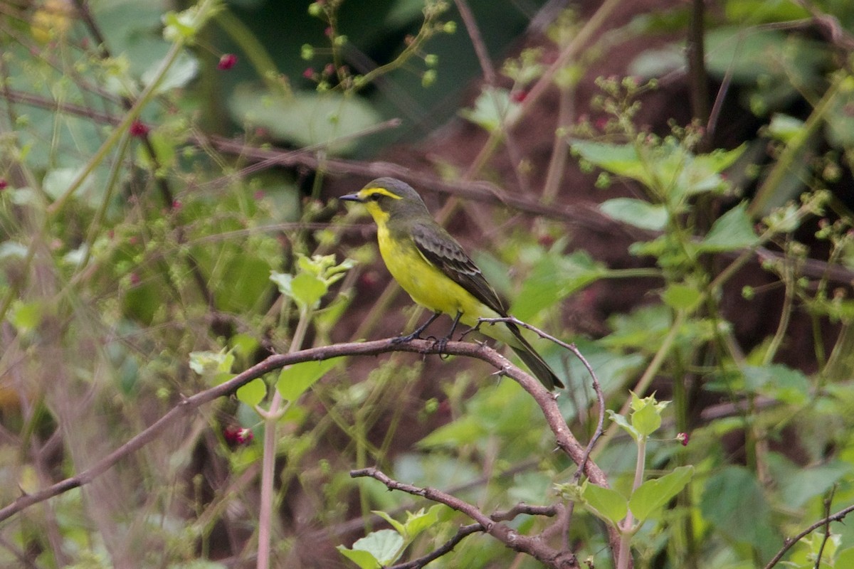 Yellow-browed Tyrant - Dimitris Salas