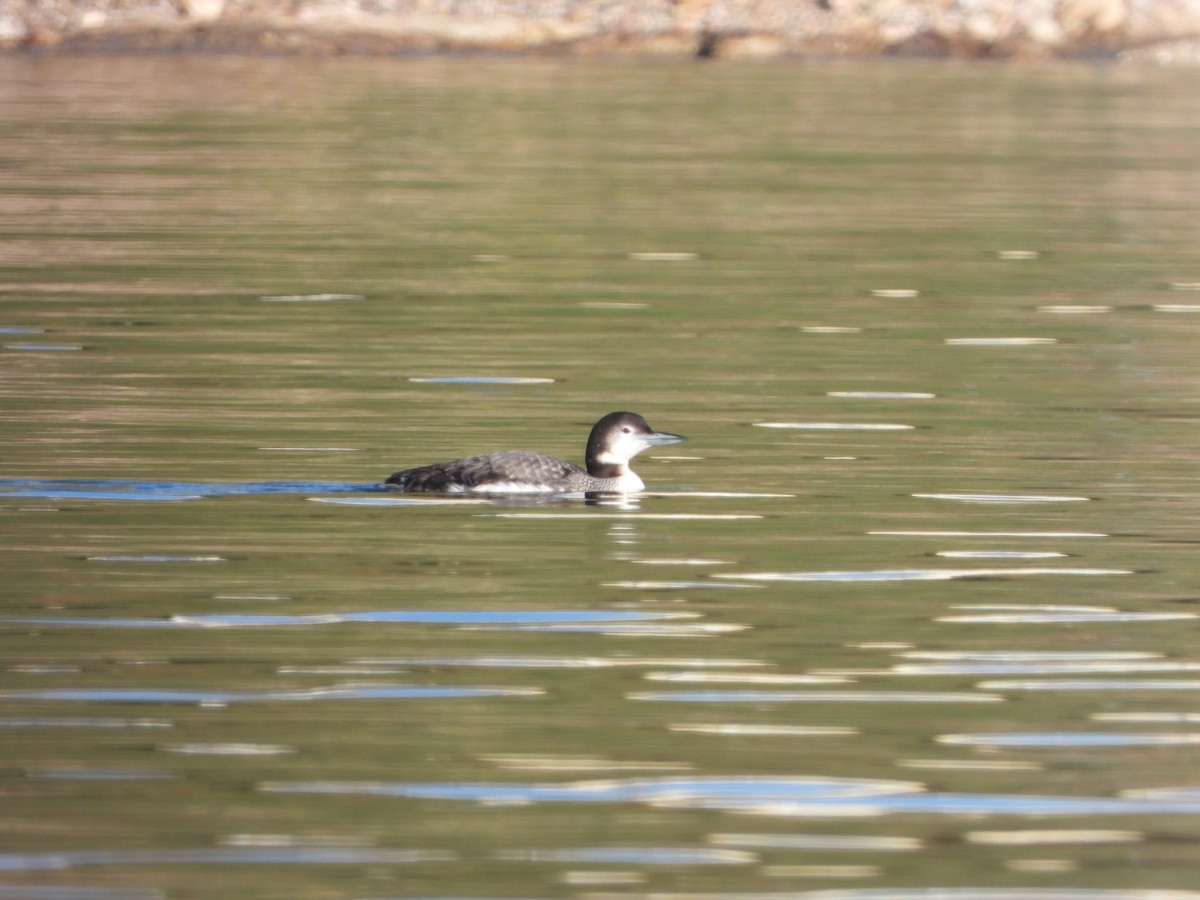 Common Loon - ML614130730