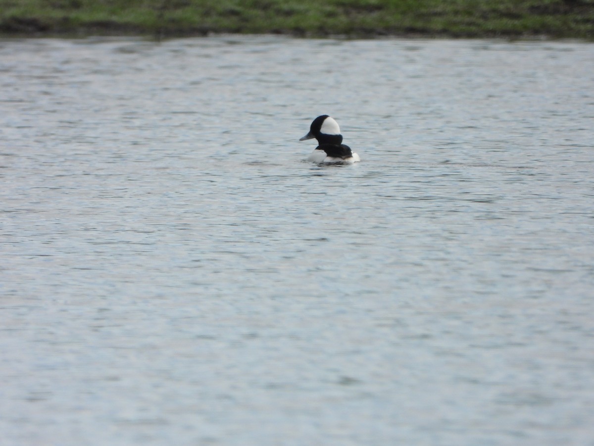 Bufflehead - ML614130756