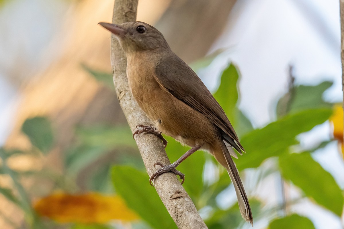 Rufous Shrikethrush - ML614130762