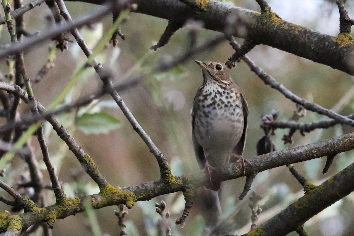 Hermit Thrush - ML614130782