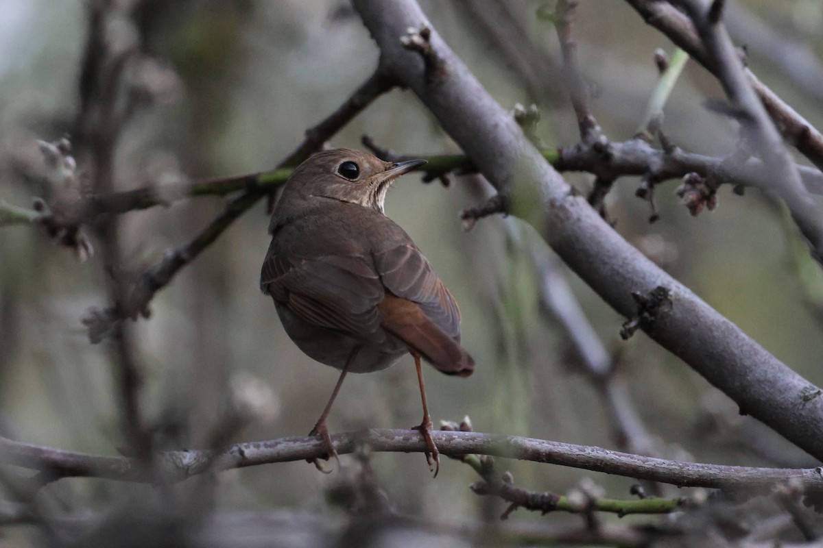 Hermit Thrush - ML614130783