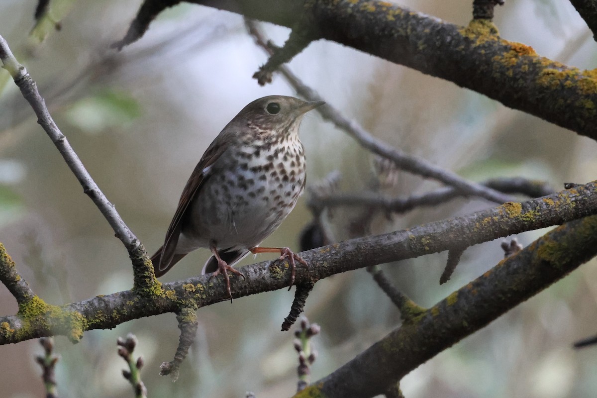 Hermit Thrush - ML614130784