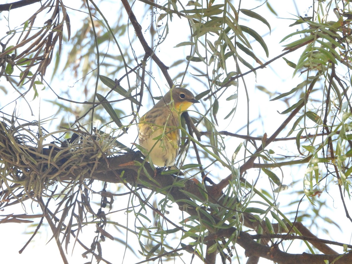 Yellow-rumped Warbler - ML614130801