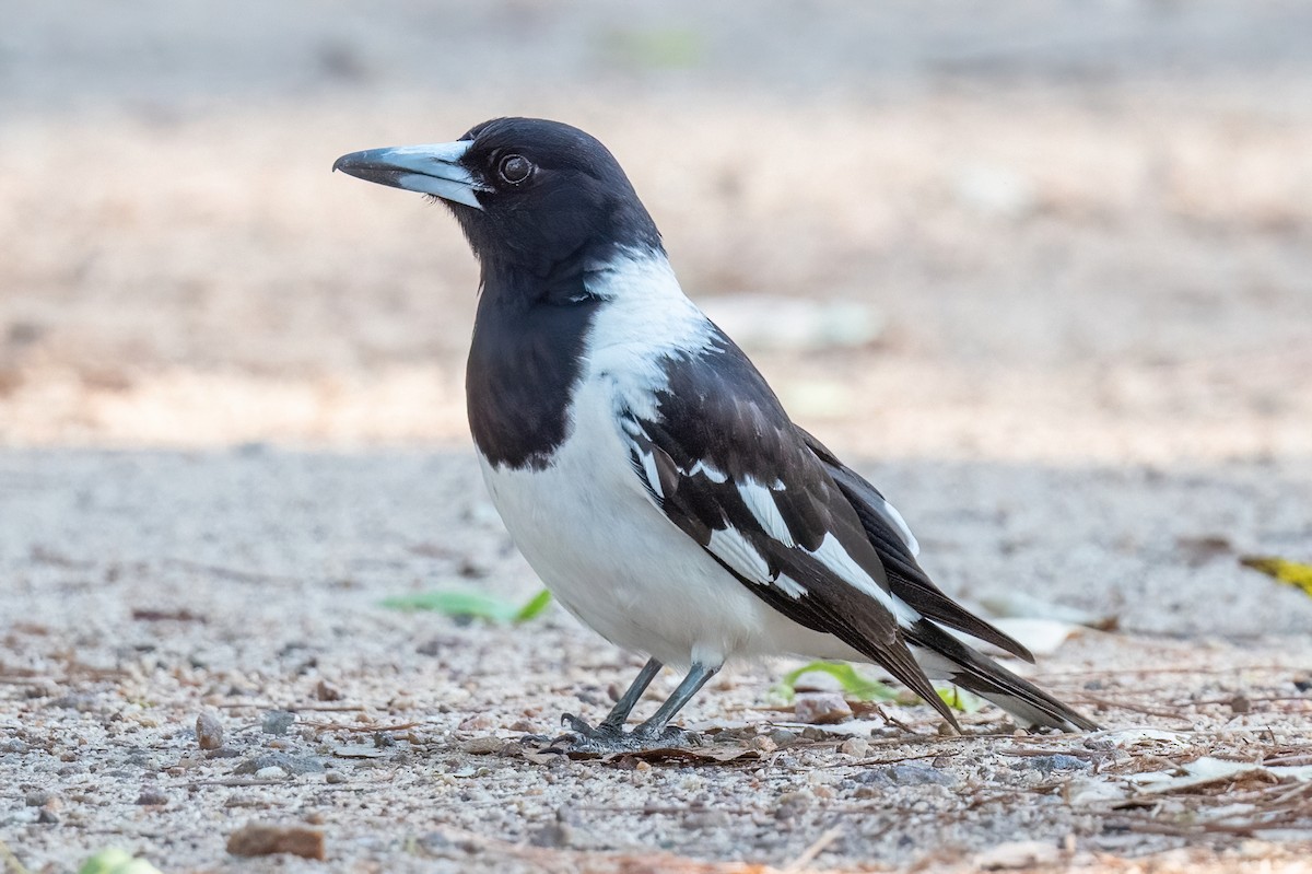 Pied Butcherbird - James Hoagland