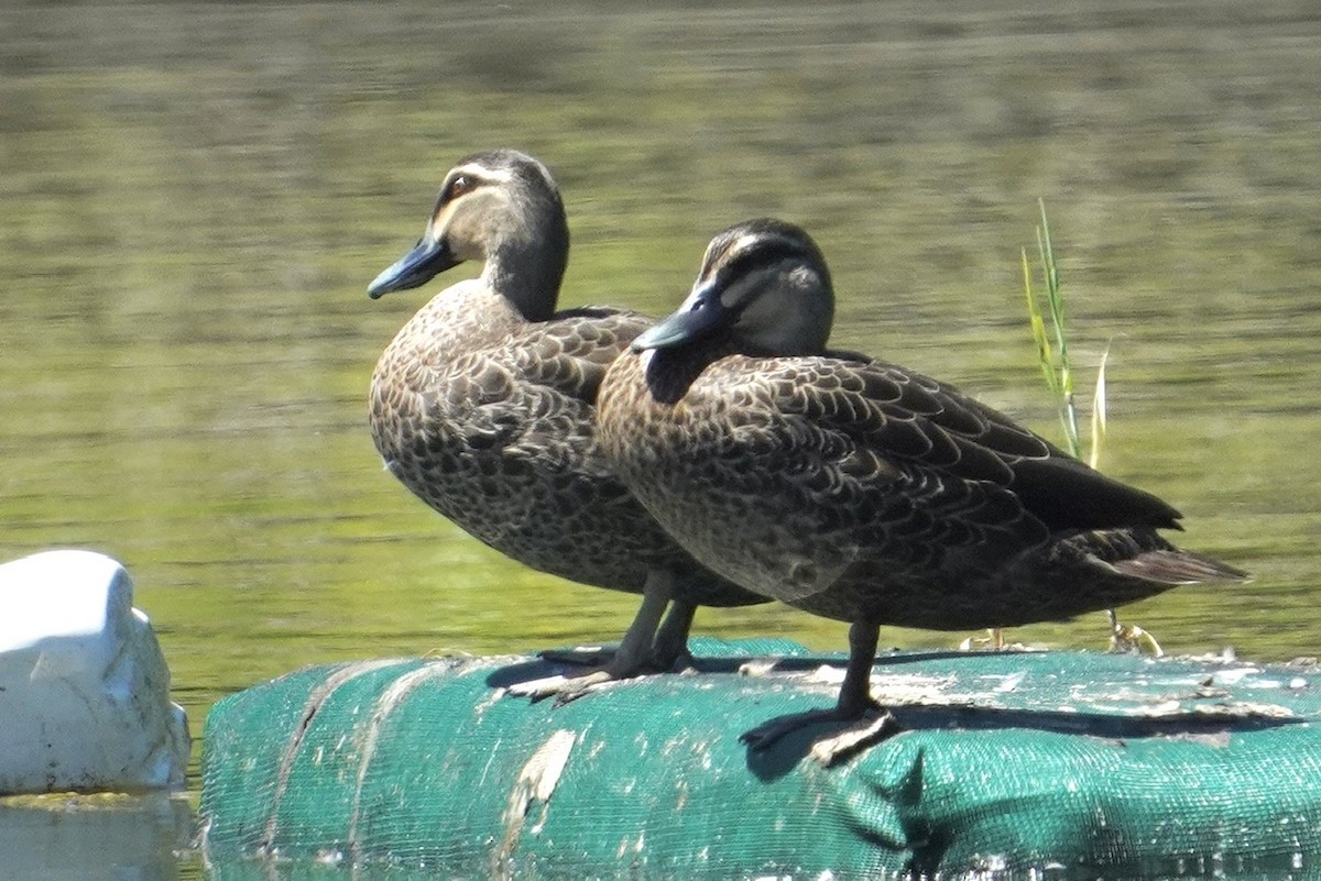 Pacific Black Duck - Cliff Halverson