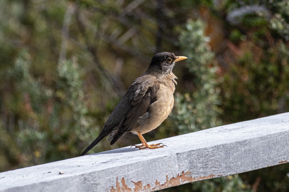 Austral Thrush - Denis Corbeil