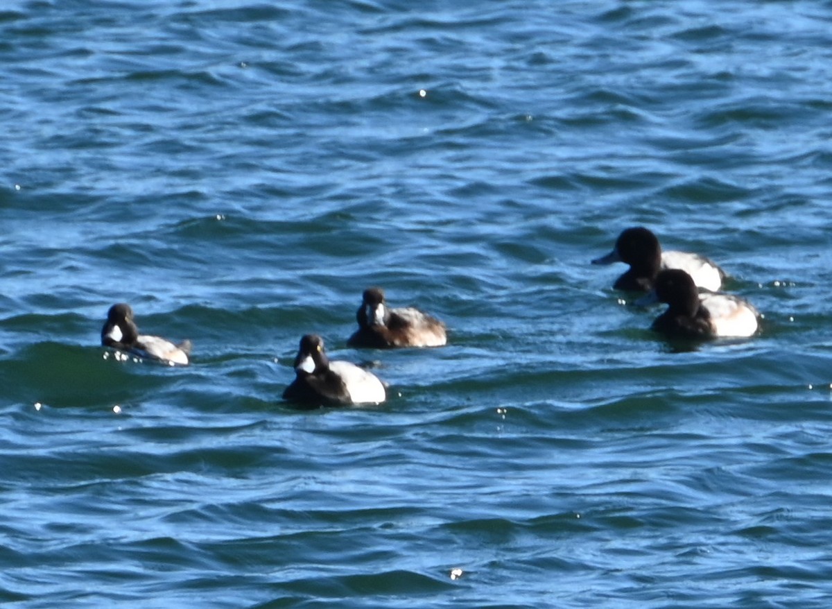 Greater Scaup - ML614131012