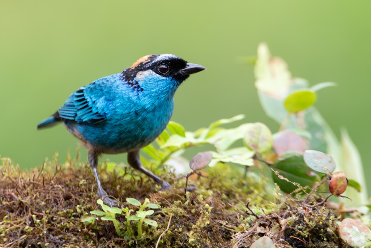 Golden-naped Tanager (Golden-naped) - Jing-Yi Lu