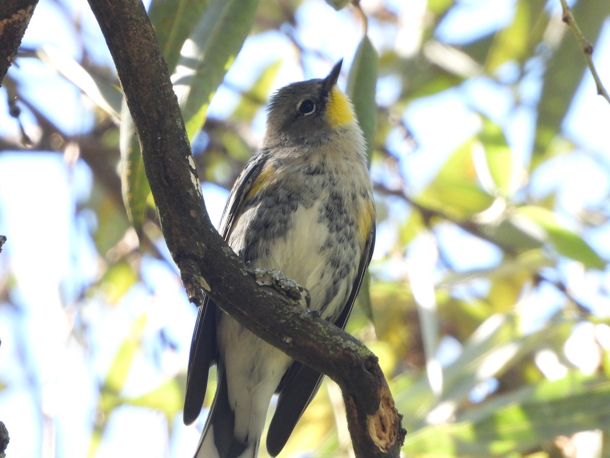 Yellow-rumped Warbler - ML614131045