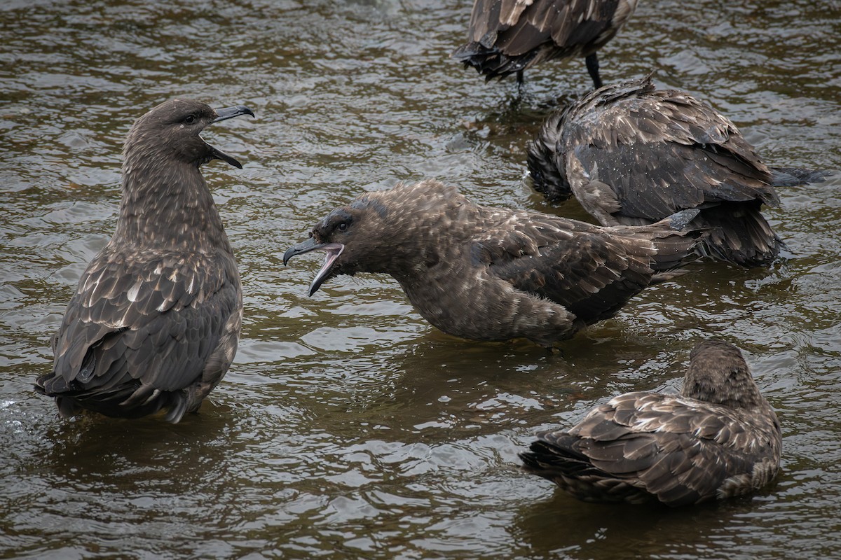 Brown Skua - ML614131055