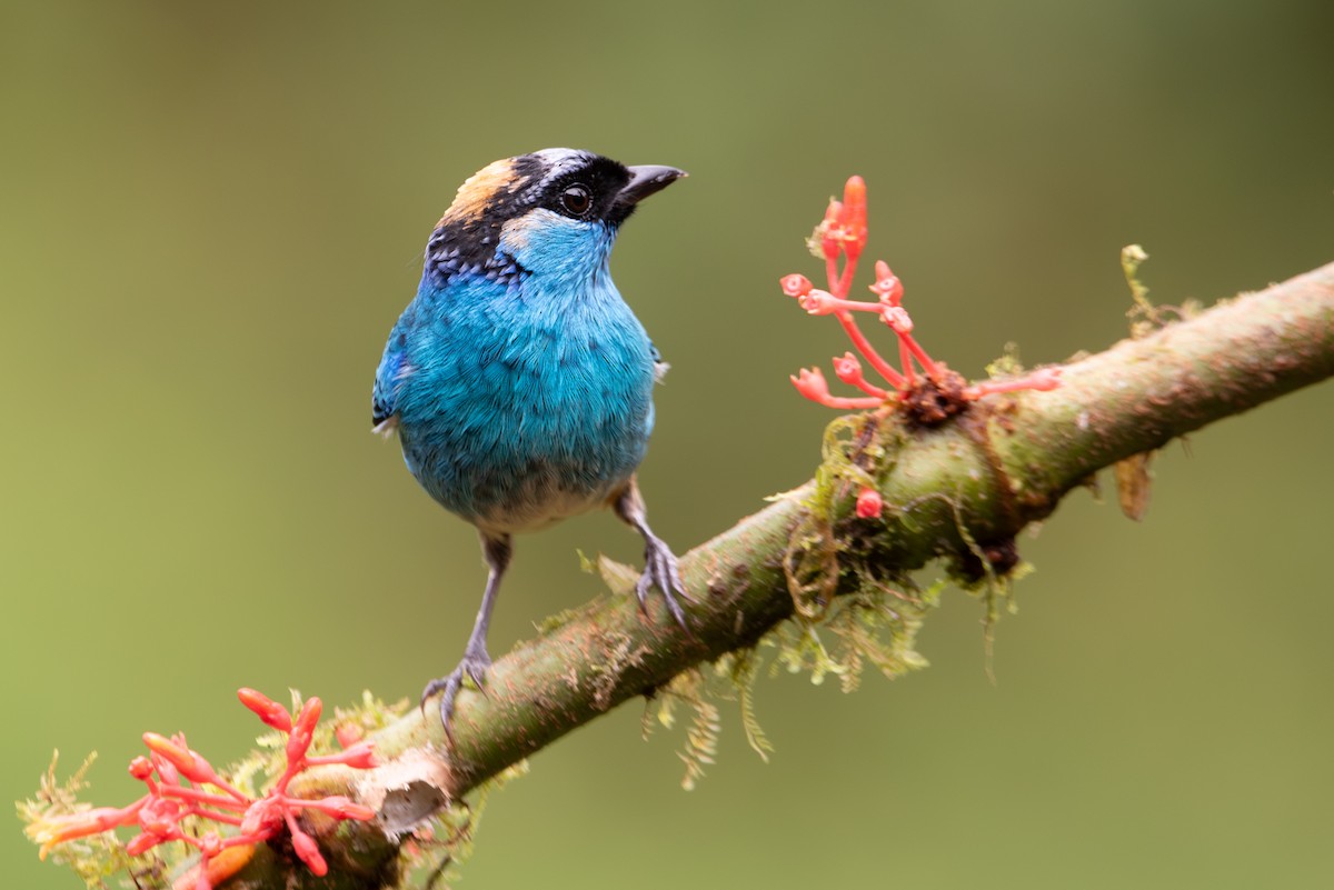 Golden-naped Tanager (Golden-naped) - Jing-Yi Lu