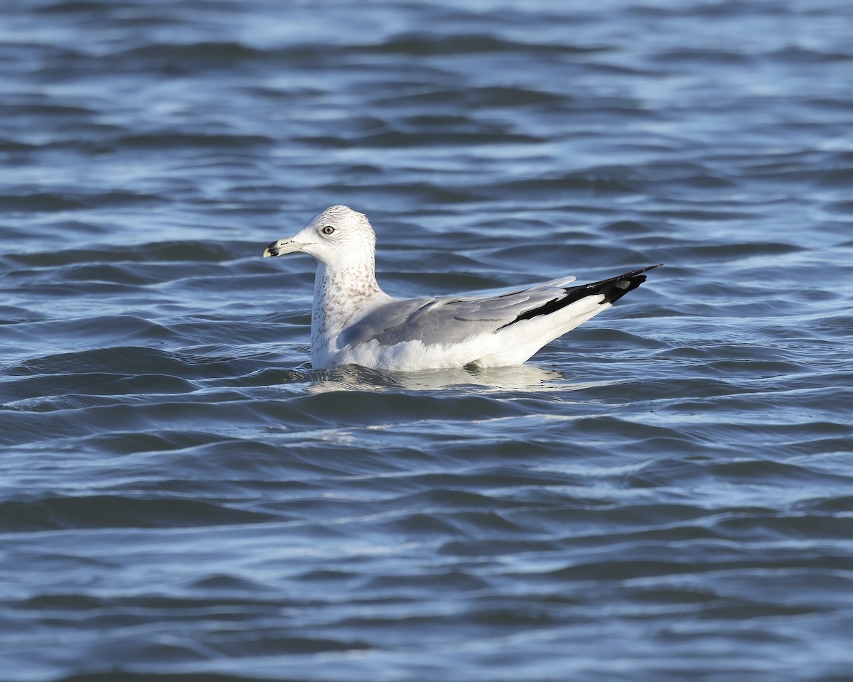 Ring-billed Gull - ML614131075