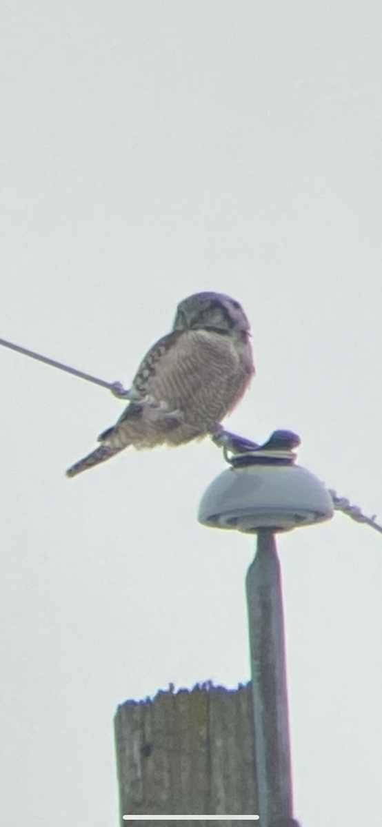 Northern Hawk Owl - ML614131116