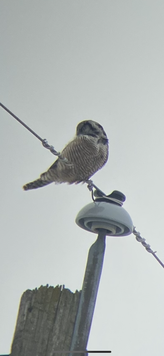 Northern Hawk Owl - ML614131117