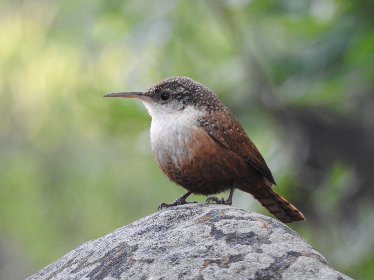 Canyon Wren - ML614131146